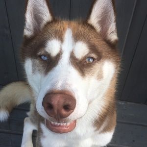 Meet your Posher, Haley